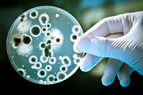 BTech in Medical Laboratory Technology